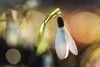 Snowdrops III Poster Print by Martin Podt - Item # VARPDXMPP550