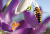 Bee I Poster Print by Martin Podt - Item # VARPDXMPP556