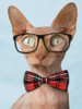 Sophisticated Sphynx Poster Print by Marcus Prime - Item # VARPDXMPRC068A