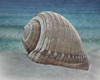 Shell Ray Soaking Poster Print by Marcus Prime - Item # VARPDXMPRC073A