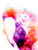 Marvelous Macaw 2 Poster Print by Marcus Prime - Item # VARPDXMPRC148B