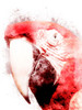 Marvelous Macaw 3 Poster Print by Marcus Prime - Item # VARPDXMPRC148C