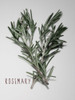 Time-Honored Rosemary 1 Poster Print by Marcus Prime - Item # VARPDXMPRC233A