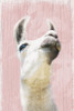 Llama Love 2 Poster Print by Marcus Prime - Item # VARPDXMPRC241B