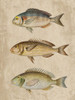 Fish Friends 2 Poster Print by Marcus Prime - Item # VARPDXMPRC274B