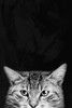 Sneaky Stare 1 Poster Print by Marcus Prime - Item # VARPDXMPRC446A