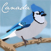 Canada Blue Jay Poster Print by Marcus Prime - Item # VARPDXMPSQ123B