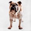 Yearning Bulldog Poster Print by Marcus Prime - Item # VARPDXMPSQ183A