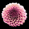 Dahlia Embrace 1 Poster Print by Marcus Prime - Item # VARPDXMPSQ233A