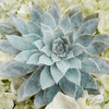 Adored Succulents 2 Poster Print by Marcus Prime - Item # VARPDXMPSQ242B