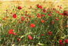 Pack Of Poppies Poster Print by Mlli Villa - Item # VARPDXMVRC002A