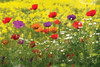 Another Pack Of Poppies Poster Print by Mlli Villa - Item # VARPDXMVRC002B