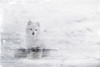 White Fox In The Distance Poster Print by Mlli Villa - Item # VARPDXMVRC079A