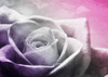 And Look At That Rose Poster Print by Mlli Villa - Item # VARPDXMVRC168B