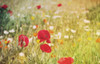 Flowers On The Hill Poster Print by Mlli Villa - Item # VARPDXMVRC169A