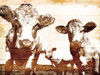 Cow Posse Poster Print by Mlli Villa - Item # VARPDXMVRC340B
