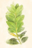 Green Leaves Poster Print by Mlli Villa