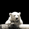 Polar Looks Poster Print by Mlli Villa - Item # VARPDXMVSQ068A