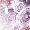 Soft Purple Flowers Poster Print by Mlli Villa - Item # VARPDXMVSQ136A