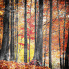 Fall In The Woods Poster Print by Mlli Villa - Item # VARPDXMVSQ144A