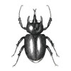 Bug Life Two Poster Print by Mlli Villa - Item # VARPDXMVSQ299B