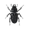 Bug Life Four Poster Print by Mlli Villa - Item # VARPDXMVSQ299D