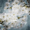 White Flowers With Blue Poster Print by Mlli Villa - Item # VARPDXMVSQ374A