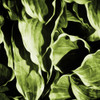 Green Hue Leaves Poster Print by Mlli Villa - Item # VARPDXMVSQ422A