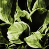 Green Hue Leaves 2 Poster Print by Mlli Villa - Item # VARPDXMVSQ422B