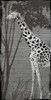 Grey Giraffe Poster Print by OnRei OnRei - Item # VARPDXONPL024B2