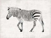 Zebra Poster Print by OnRei OnRei - Item # VARPDXONRC017A