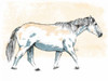Walking Horse Blue Poster Print by OnRei OnRei - Item # VARPDXONRC106B2