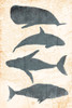 Whale Map Poster Print by OnRei OnRei - Item # VARPDXONRC178A