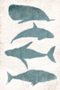 Sea Life Poster Print by OnRei OnRei - Item # VARPDXONRC197A