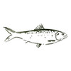 Simple Sketched Fish Poster Print by OnRei OnRei - Item # VARPDXONSQ149A