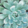 Succulent Memory 1 Poster Print by Debbie Pearson - Item # VARPDXPD5SQ001A