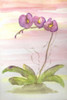 Orchid Trio 2 Poster Print by Debbie Pearson - Item # VARPDXPDRC003B