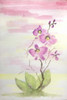 Orchid Trio 3 Poster Print by Debbie Pearson - Item # VARPDXPDRC003C