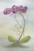 Orchid Duo 2 Poster Print by Debbie Pearson - Item # VARPDXPDRC004B