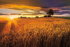 Sunlight On the Wheat Fields Poster Print by Celebrate Life Gallery Celebrate Life Gallery - Item # VARPDXPOD60703 Sunlight On the Wheat Fields Poster Print by Celebrate Life Gallery Celebrate Life Gallery - Item # VARPDXPOD60703