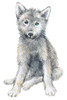 Baby Coyote Poster Print by Elena Markelova - Item # VARPDXPOD60796