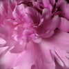 Spring Peonies I Poster Print by Monika Burkhart - Item # VARPDXPSBHT475 Spring Peonies I Poster Print by Monika Burkhart - Item # VARPDXPSBHT475