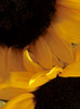 Sunflowers IX Poster Print by Monika Burkhart - Item # VARPDXPSBHT486