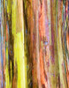 Eucalyptus Bark I Poster Print by Stan Hellmann - Item # VARPDXPSHEL214
