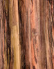 Eucalyptus Bark II Poster Print by Stan Hellmann - Item # VARPDXPSHEL215