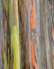 Eucalyptus Bark III Poster Print by Stan Hellmann - Item # VARPDXPSHEL216