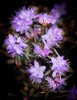 Small Purple Rhododendron Poster Print by George Johnson - Item # VARPDXPSJSN321