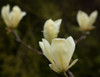 Tulip Tree Flowers Poster Print by George Johnson - Item # VARPDXPSJSN325