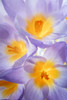 Crocus Blooms II Poster Print by Kathy Mahan - Item # VARPDXPSMHN866