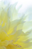 Dahlia Blossom I Poster Print by Kathy Mahan - Item # VARPDXPSMHN881
